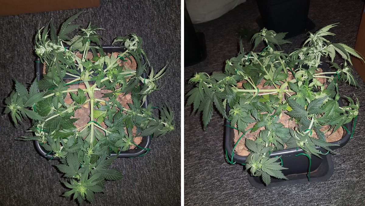 Auto Mazar cannabis strain: transition (pre-flower) | week 5 | an indoor plant in a pot heavily LSTd and defoliated