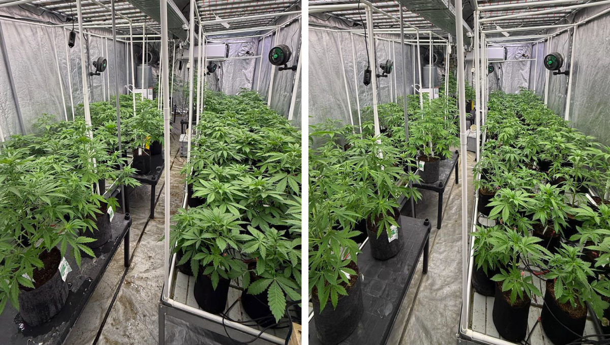 Before/After Defoliation