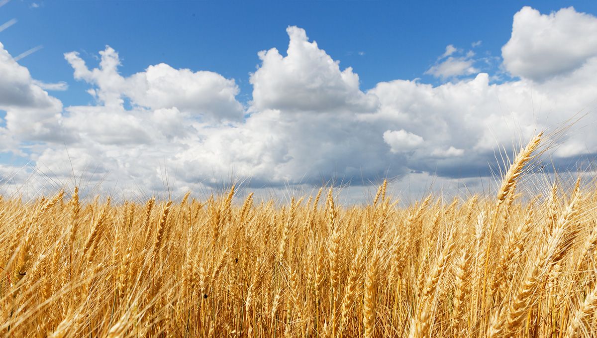 Weed in Ukraine: Cannabis Legal Status Guide: A field of wheat