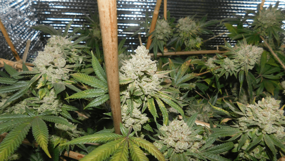 Top 5 ertragreichste Autoflower-Sorten: Gorilla Glue Auto Top 5 ertragreichste Autoflower-Sorten: Gorilla Glue Auto