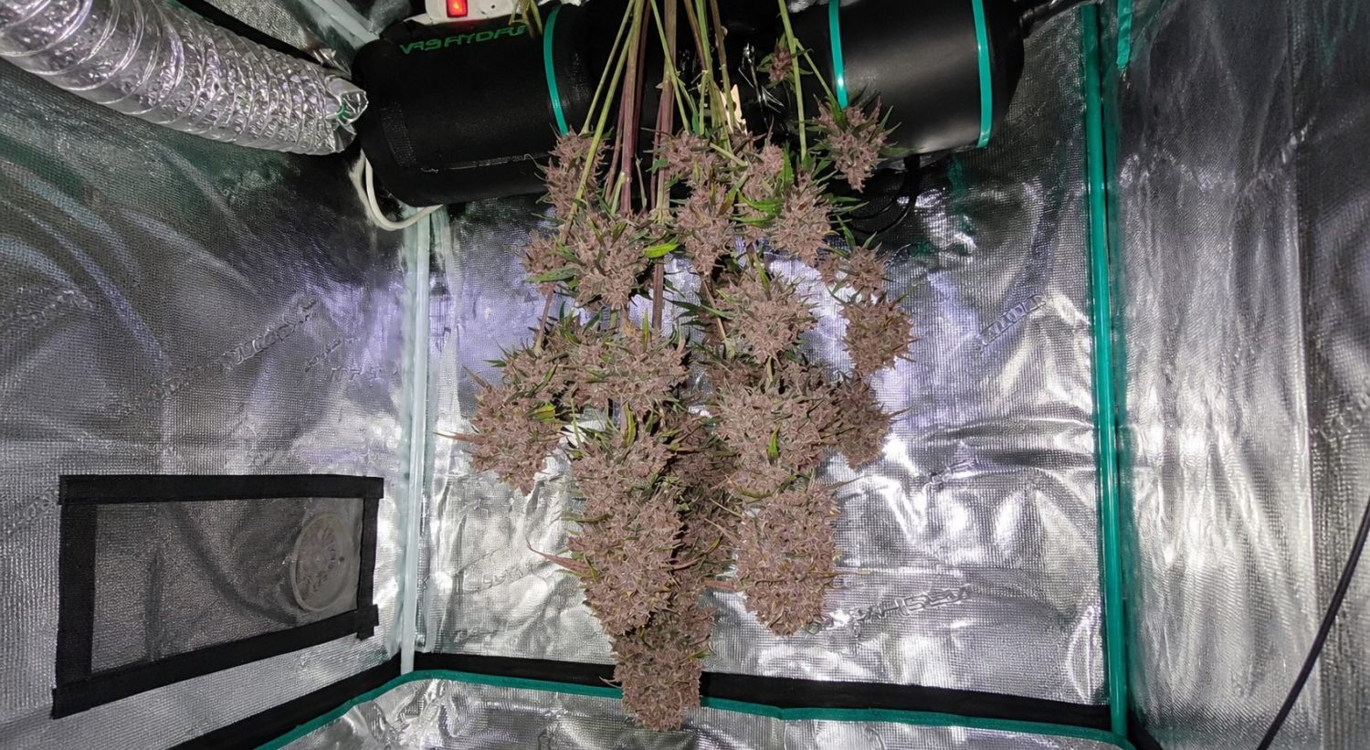 Outdoor cannabis grow in Italy: drying stage