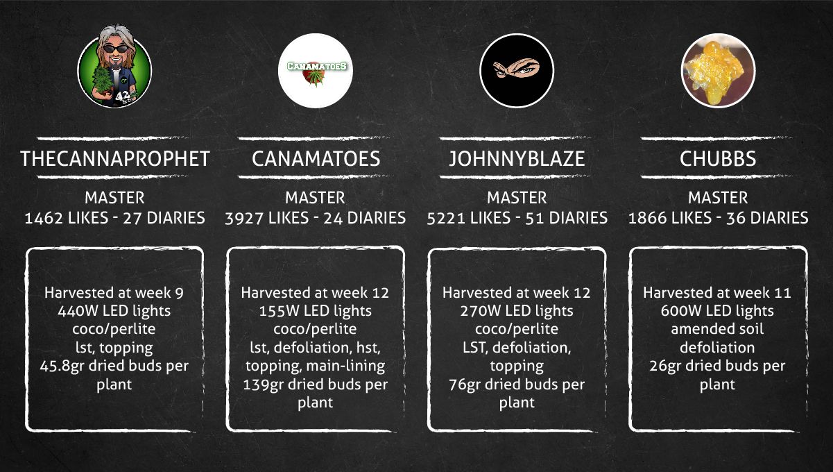 Purple Punch Auto Cannabis Strain Week-by-Week Guide: The outcome data sheet