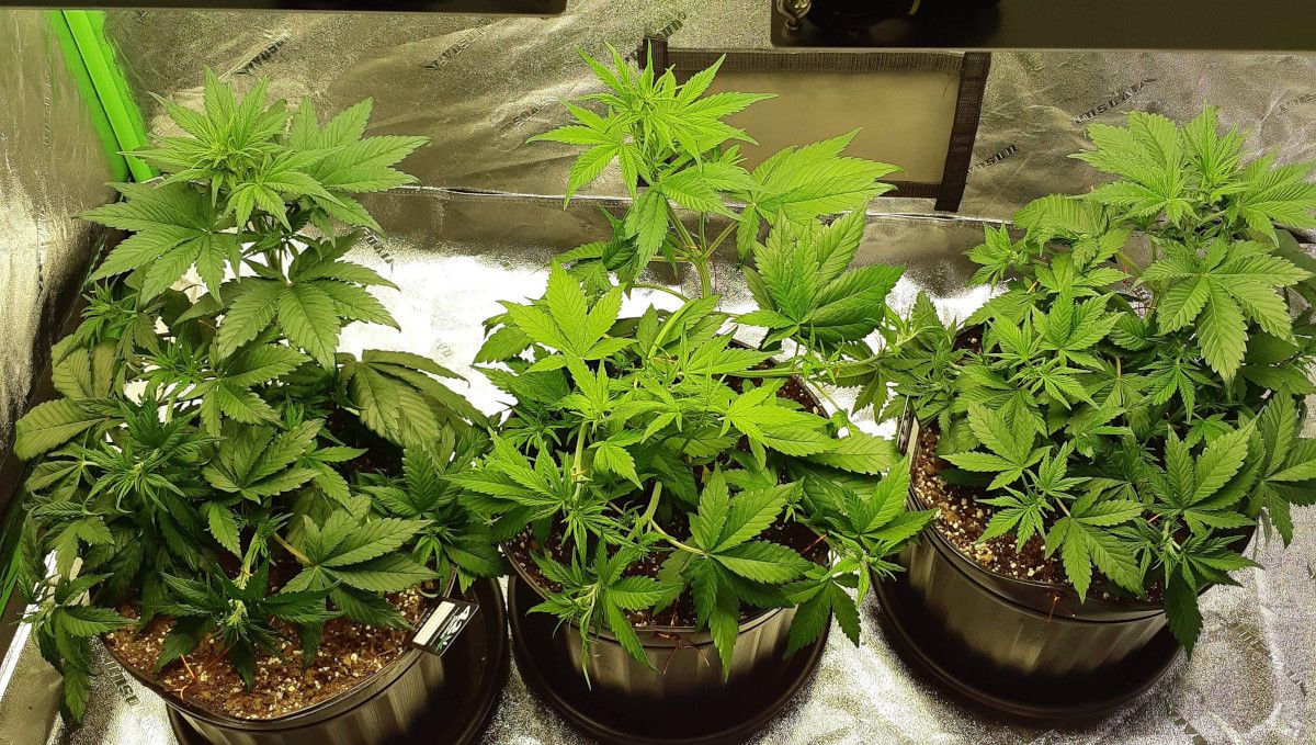 LSD-25 Auto cannabis strain: mid veg | weeks 3-4 | three vegging autoflowers standing side by side in a grow tent LSD-25 Auto cannabis strain: mid veg | weeks 3-4 | three vegging autoflowers standing side by side in a grow tent