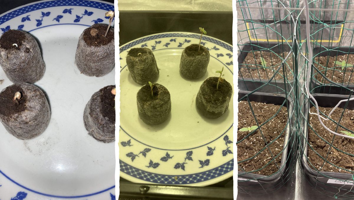 Dos-si-dos cannabis strain week-by-week guide: germination