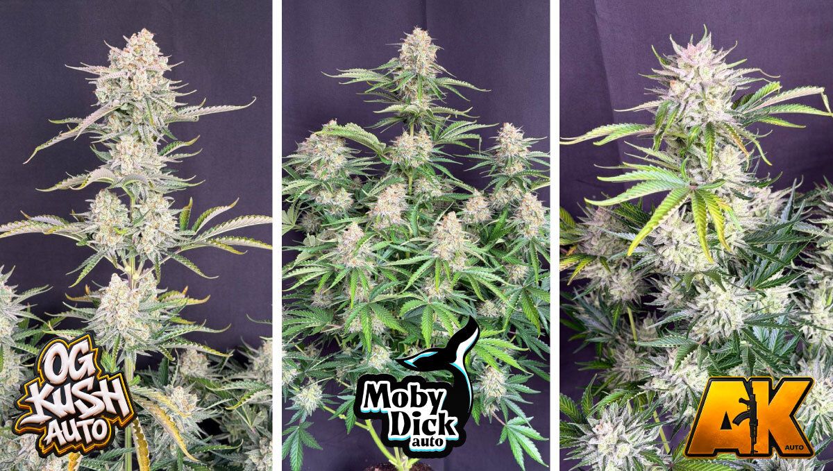 OG Kush Auto, Moby Dick Auto and AK Auto