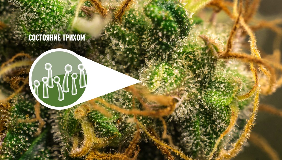 5.jpg Harvest Your Autoflowering Cannabis: trichomes