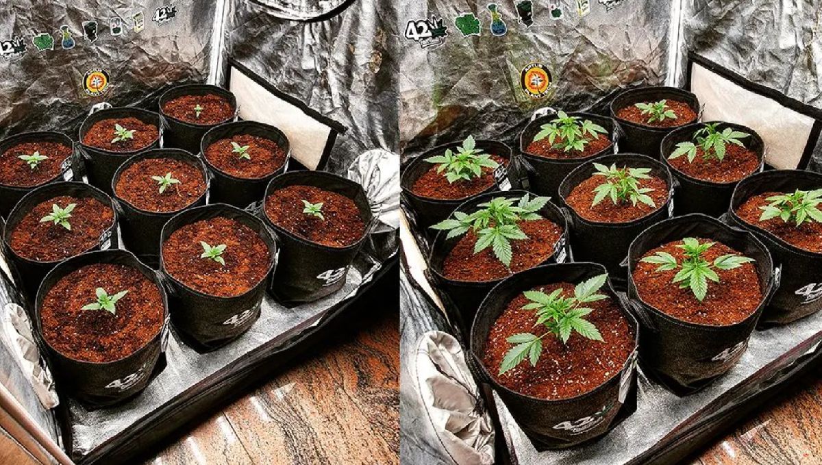 Why autos are the best choice for american home growers: efficiency and speed