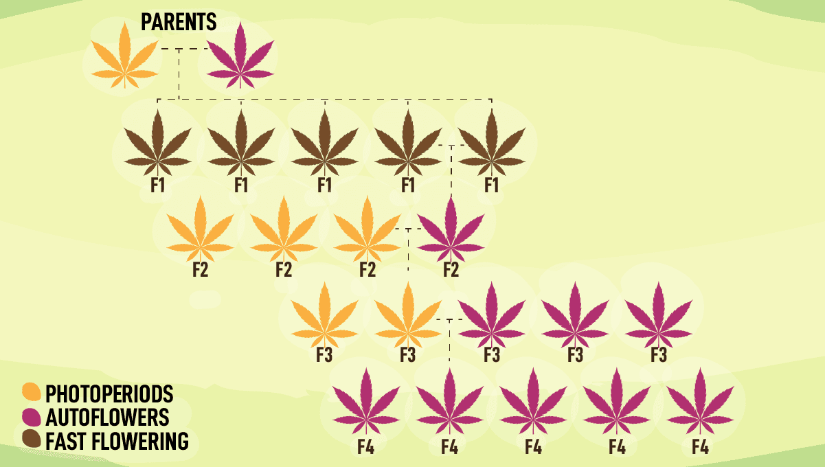 Společnost Fast Buds uvádí na trh novou řadu Fast Flowering: Jak se šlechtí rychle kvetoucí odrůdy? Společnost Fast Buds uvádí na trh novou řadu Fast Flowering: Jak se šlechtí rychle kvetoucí odrůdy?