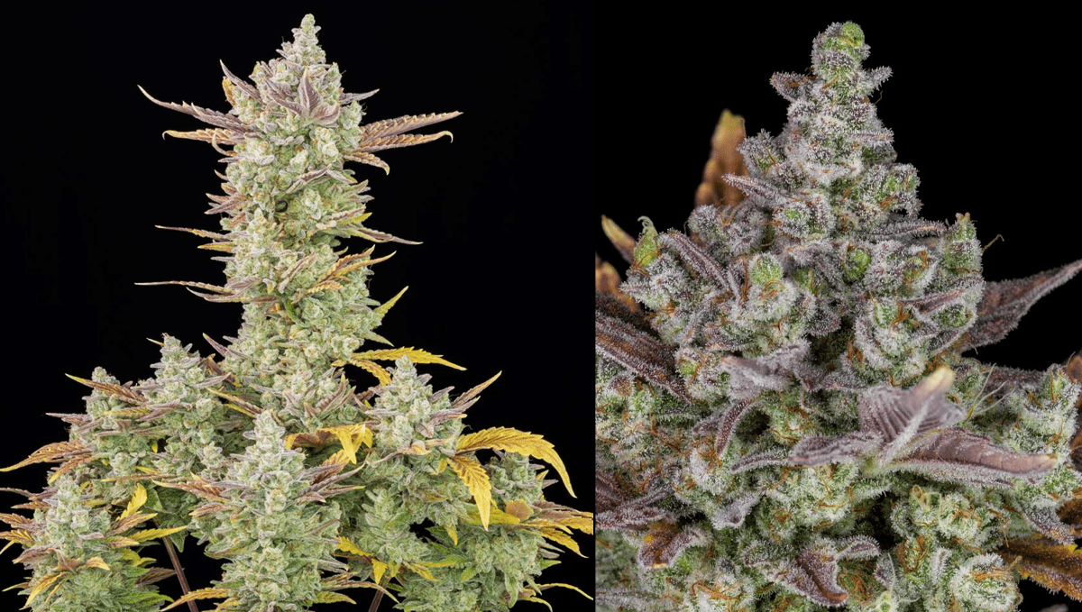 Top 5 highest THC autoflowering strains: gorilla cookies auto Top 5 highest THC autoflowering strains: gorilla cookies auto