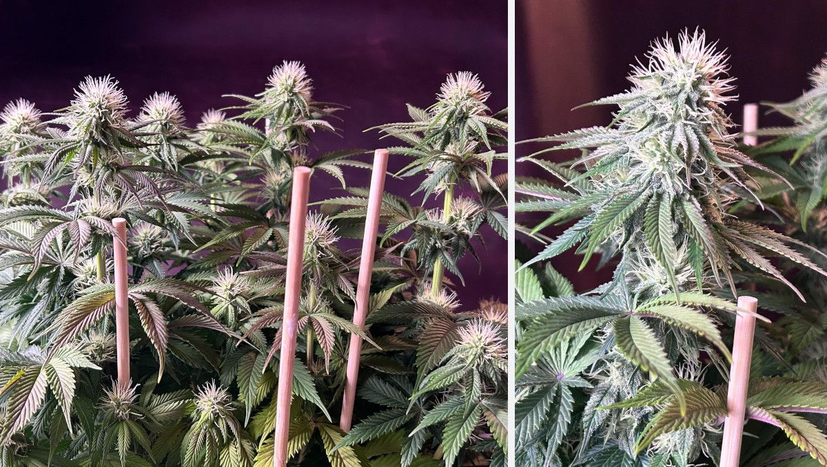 Orange Sherbet FF cannabis strain: early flower | weeks 8-9 | a lot of flowering tops with white pistils and a good amount of frost