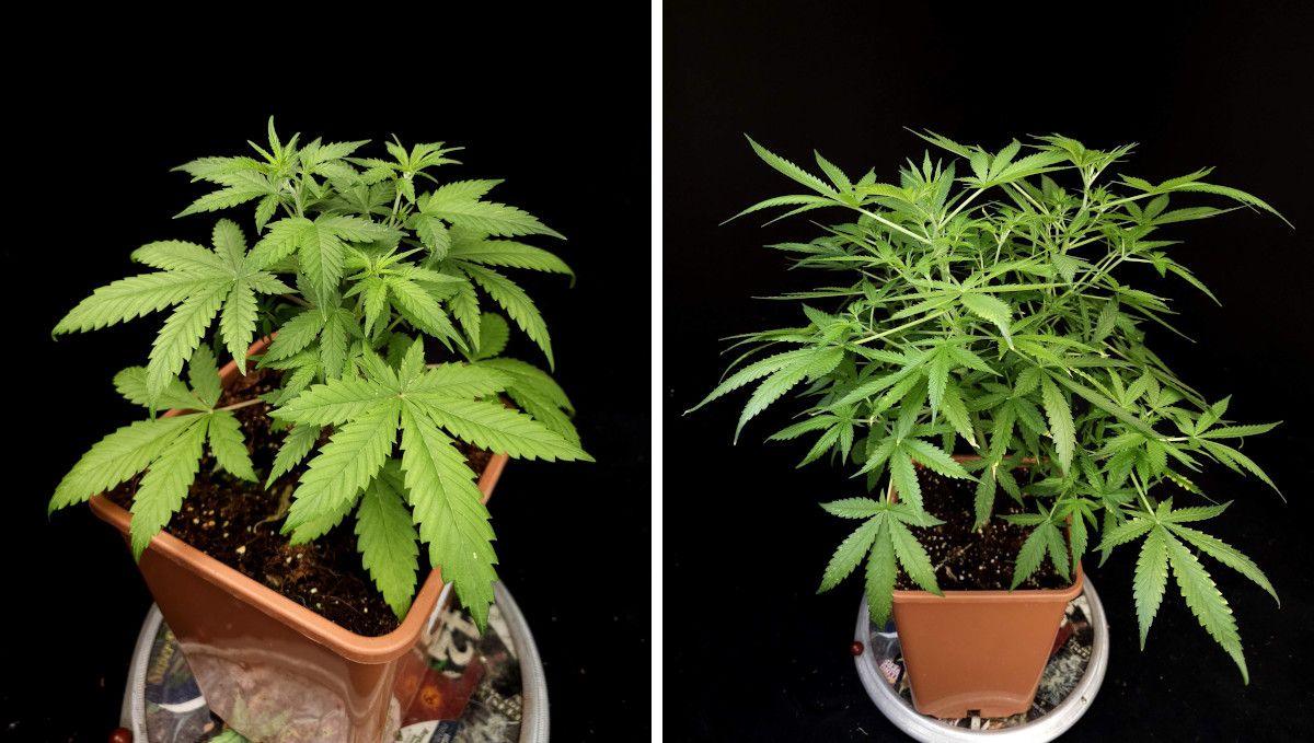 GG4 Sherbet FF cannabis strain: mid veg | weeks 3-6 | getting very bushy after topping GG4 Sherbet FF cannabis strain: mid veg | weeks 3-6 | getting very bushy after topping