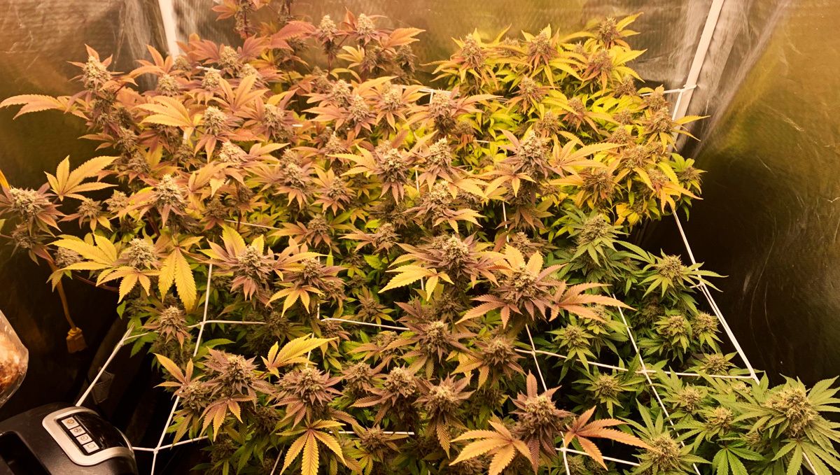 Girl scout cookies auto strain history: how to grow it Girl scout cookies auto strain history: how to grow it
