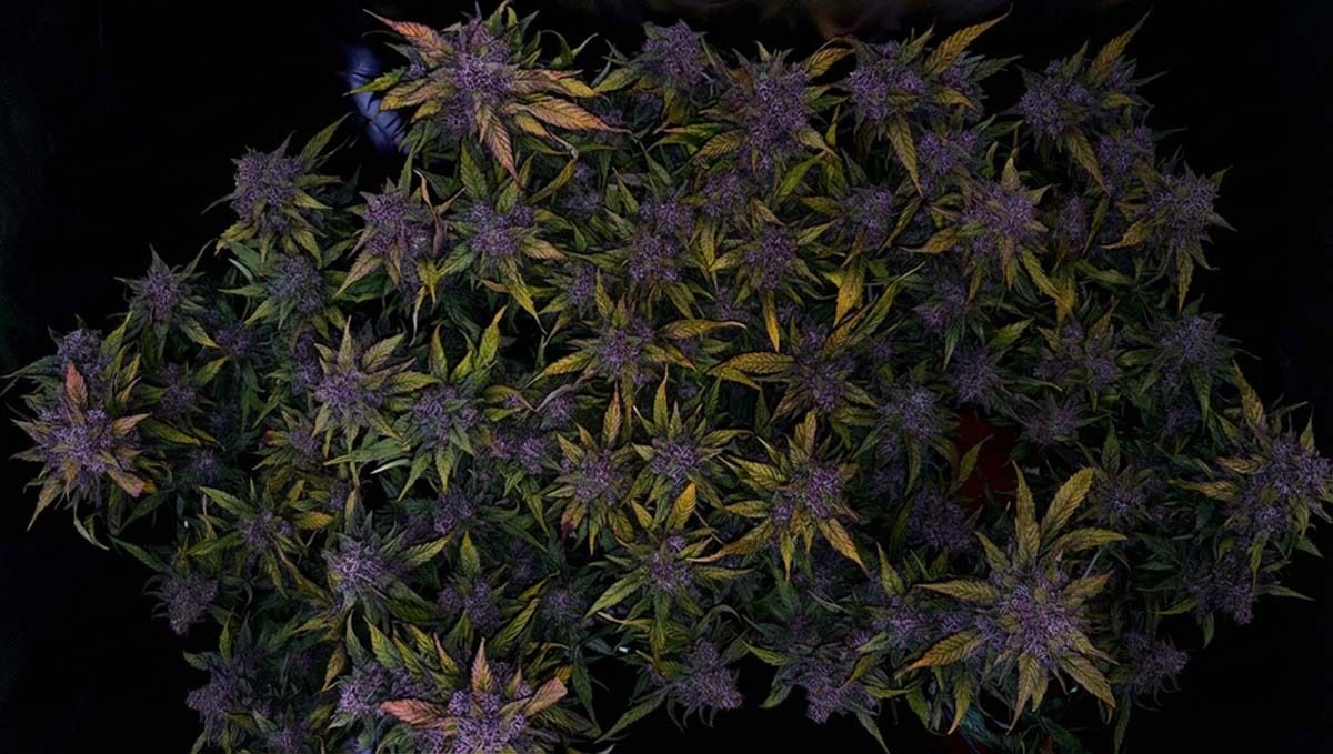 cov23.jpg First place