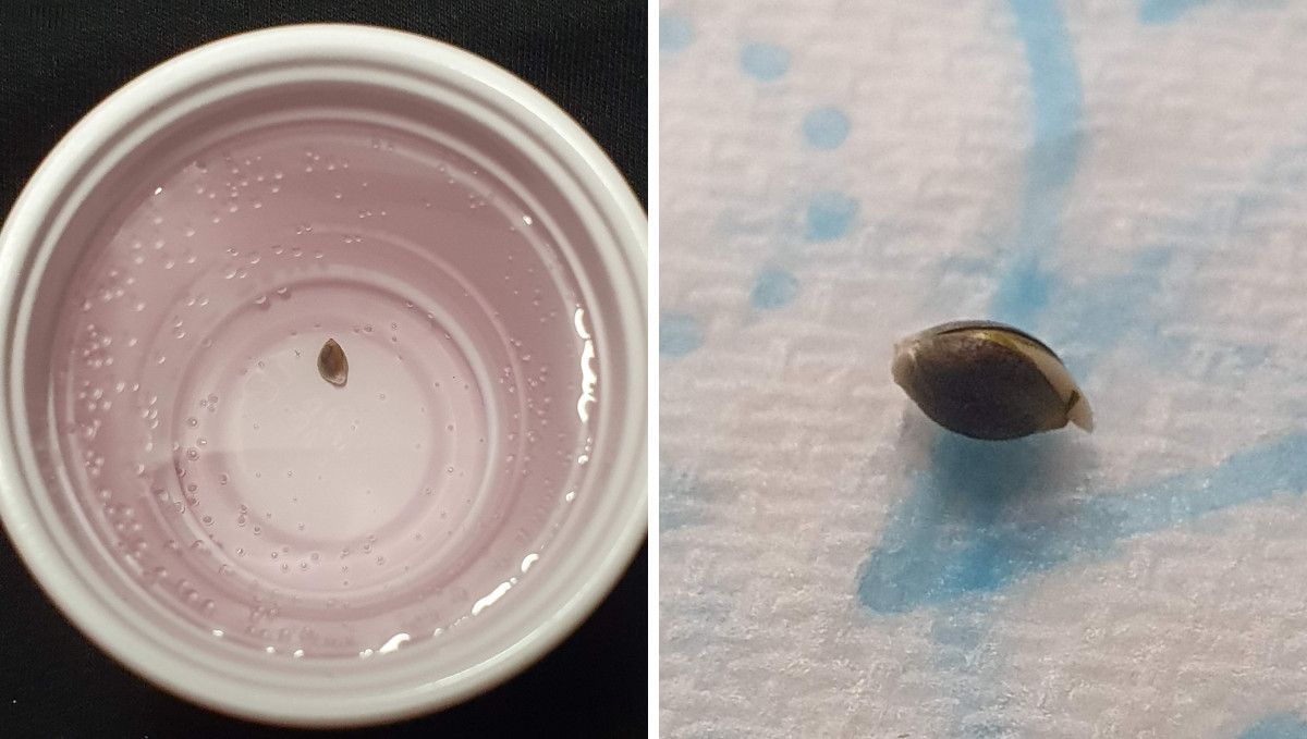 Gorilla Cookies FF cannabis strain: germination and seedling stage | a seed pre-soaked in a plastic cup filled with water and a cracked seed with the taproot showing