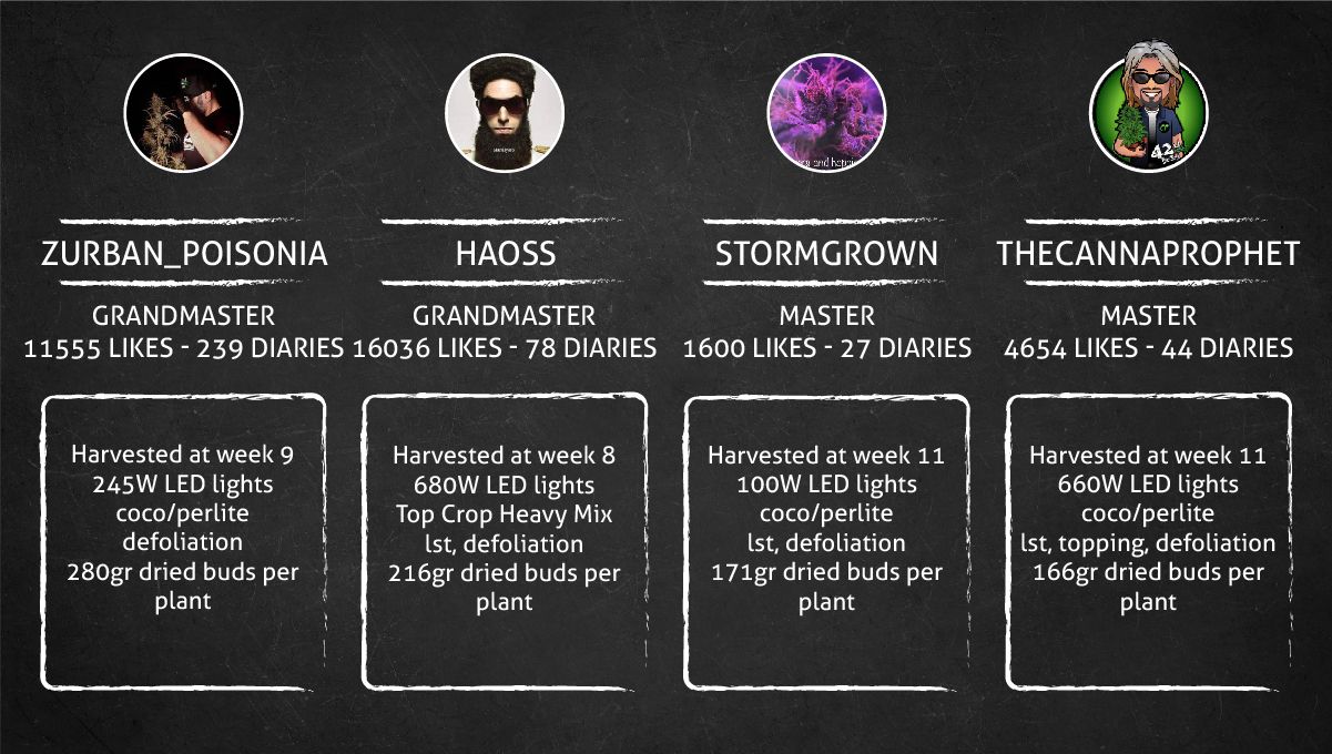 Gorilla Z Auto cannabis strain: outcome Gorilla Z Auto cannabis strain: outcome