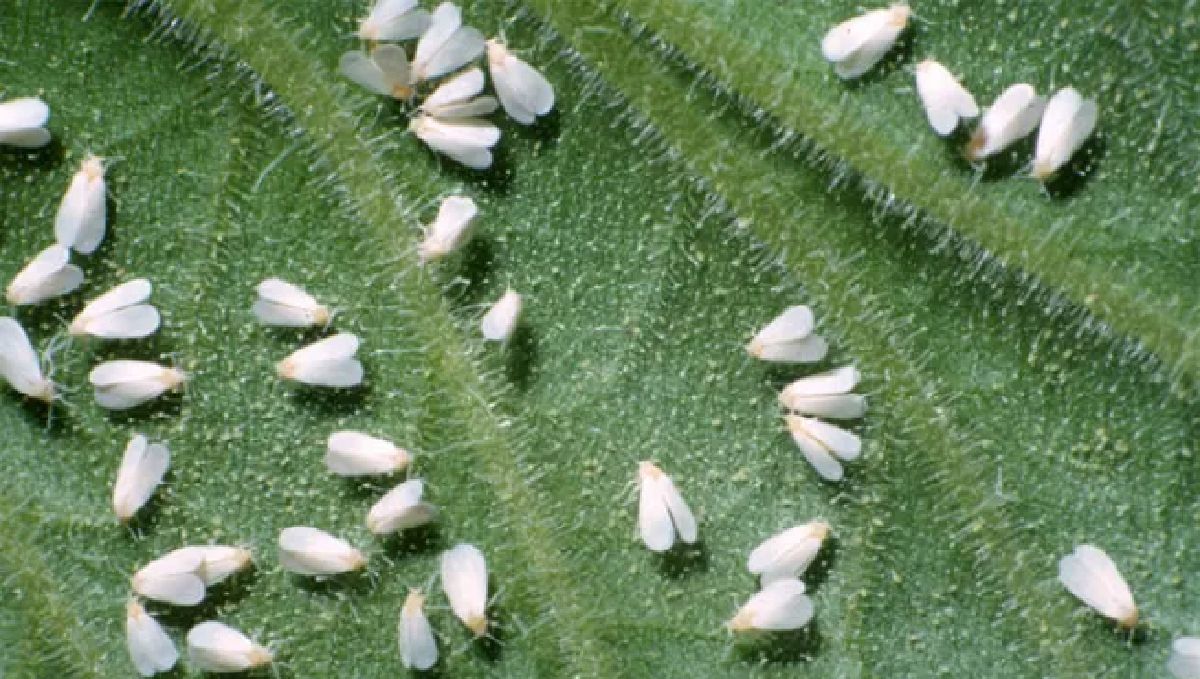 Most Common Pests In Cannabis: how to deal with them Most Common Pests In Cannabis: how to deal with them