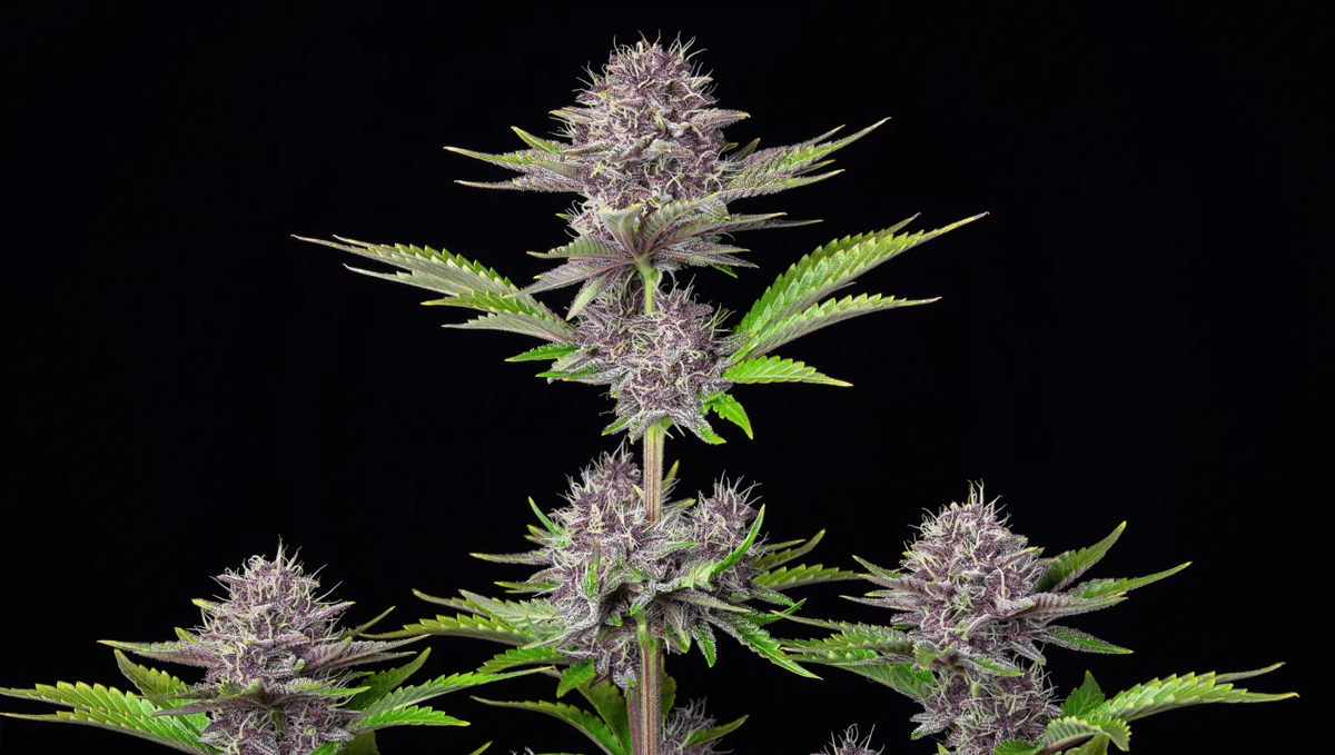 Top 5 der besten autoflowering Sorten für Konzentration: Purple Punch Auto Top 5 der besten autoflowering Sorten für Konzentration: Purple Punch Auto