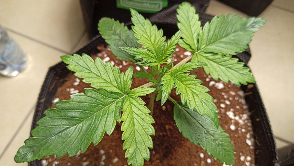 Mimosa Cake Auto cannabis strain: early veg | week 2 | a large, healthy two-week old autoflower