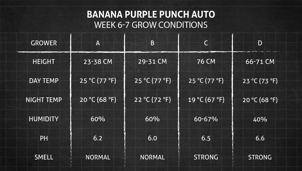 Banana Purple Punch Auto Cannabissorte: Wochen 6-7 Wachstumsbedingungen
