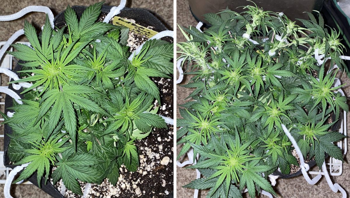 Skunk Auto Cannabis-Sorte Wochen-für-Wochen-Anleitung: Eine Seitenansicht einer stark trainierten Autoflower, die in den Wochen 5 und 6 ab Samenbildung Vorblüten und die ersten Blütenansätze zeigt.