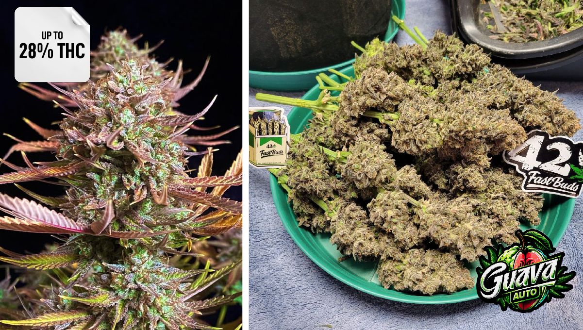 Guava Auto™ Guava Auto™