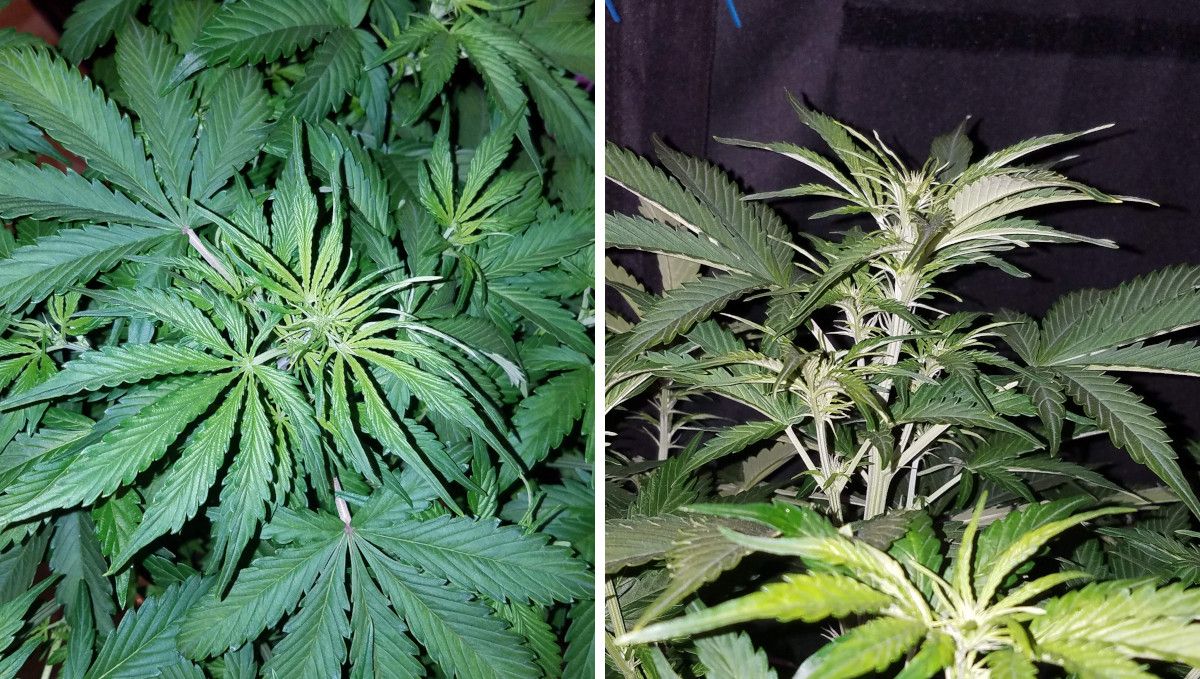 Six Shooter Auto cannabis strain: transition (pre-flower) | week 5 | the yellowish to of an auto as it begins to flower and a side view of its first flowers Six Shooter Auto cannabis strain: transition (pre-flower) | week 5 | the yellowish to of an auto as it begins to flower and a side view of its first flowers
