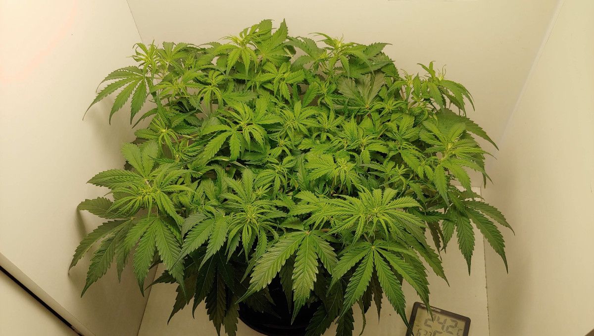 Mexican Airlines Auto cannabis strain: transition (pre-flower) | week 5 | a big bushy indoor plant kept short and flat with training