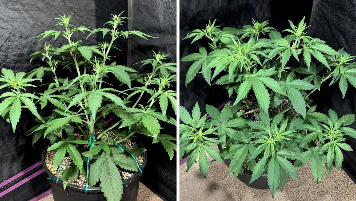 LSD-25 Auto cannabis strain: mid veg | weeks 3-4 | a vigorously growing topped autoflower with multiple branches LSD-25 Auto cannabis strain: mid veg | weeks 3-4 | a vigorously growing topped autoflower with multiple branches