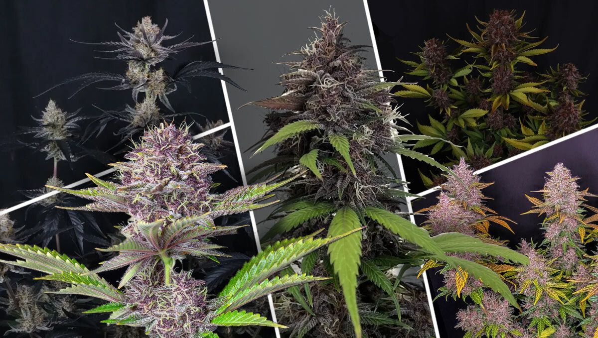 O que faz uma ótima strain roxa? O que faz uma ótima strain roxa?