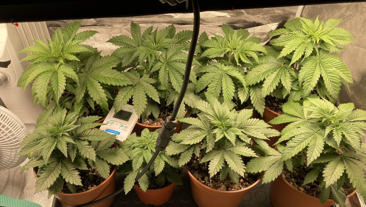 Liberty Haze Cannabis Strain Week-by-Week Guide: 3-week-old indoor cannabis plants with broad Indica leaves in small starter containers Liberty Haze Cannabis Strain Week-by-Week Guide: 3-week-old indoor cannabis plants with broad Indica leaves in small starter containers