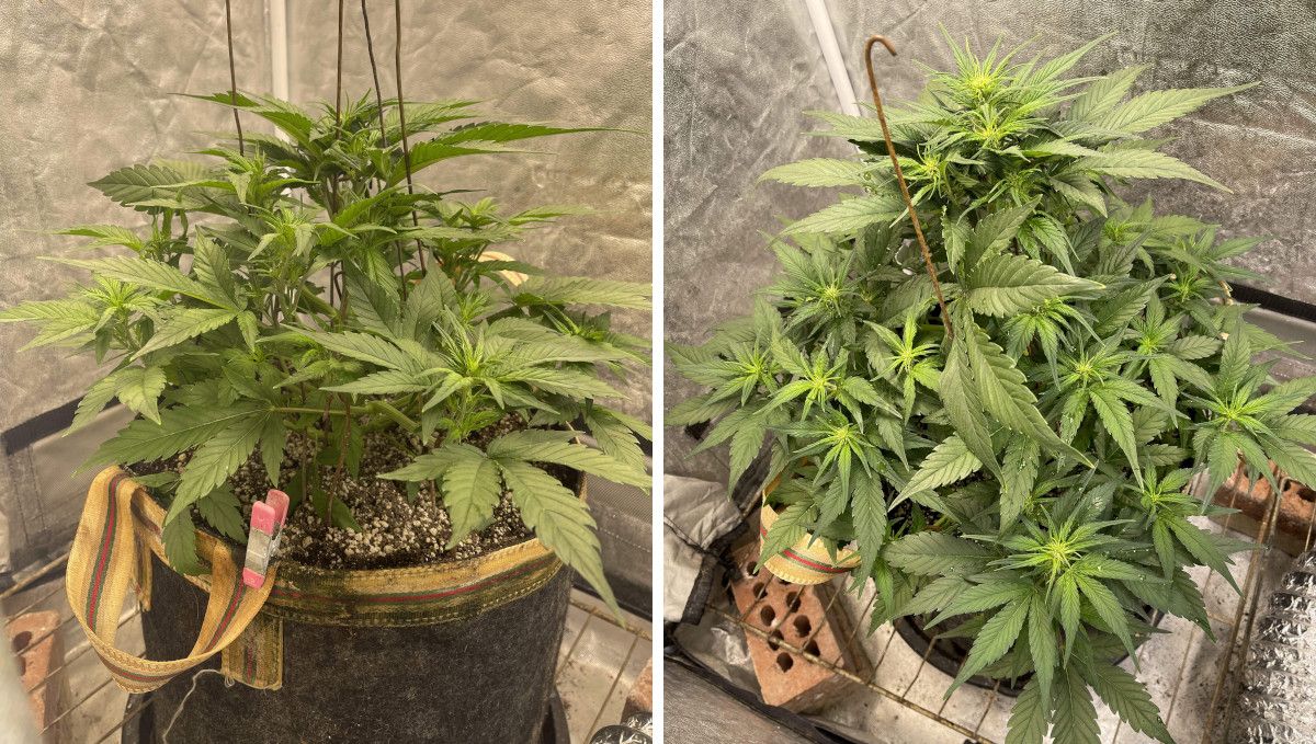 Gorilla Z Auto cannabis strain: transition (pre-flower) | week 5 | a compact, mildly trained autoflower just starting to bud Gorilla Z Auto cannabis strain: transition (pre-flower) | week 5 | a compact, mildly trained autoflower just starting to bud