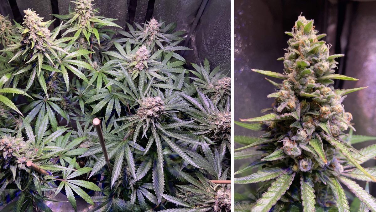 GG4 Sherbet FF cannabis strain: mid flower (bulk phase) | weeks 10-11 | an indoor marijuana plant with dense and heavy looking colas GG4 Sherbet FF cannabis strain: mid flower (bulk phase) | weeks 10-11 | an indoor marijuana plant with dense and heavy looking colas