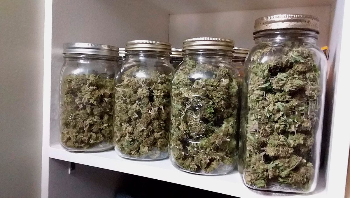 OG Kush Auto: curing OG Kush Auto: curing