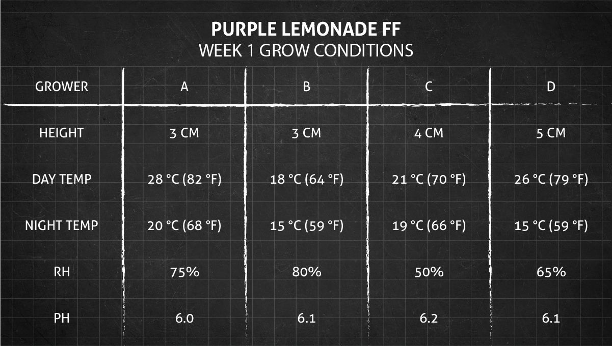 Purple Lemonade FF cannabis strain: week 1 grow conditions Purple Lemonade FF cannabis strain: week 1 grow conditions