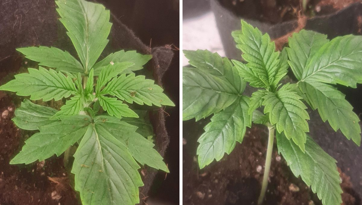 Frosted Guava Auto cannabis strain: early veg | week 2 | a slightly yellowish young weed plant