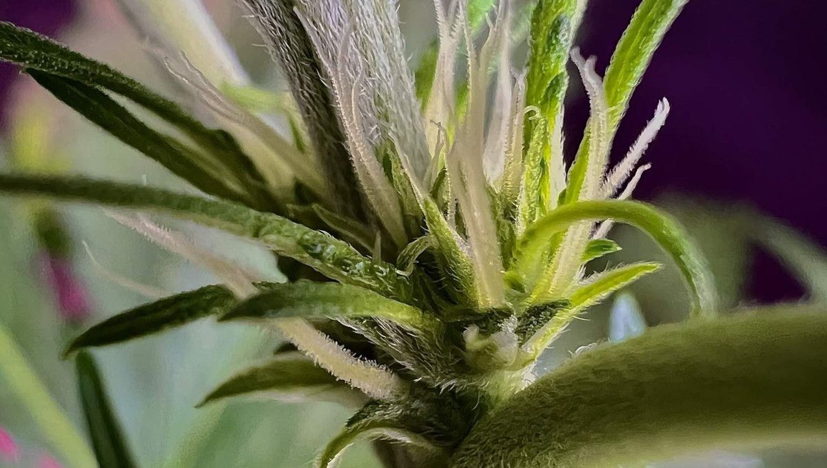Strawberry Gorilla Auto Cannabissorte: Übergang (Vorblüte) | Woche 5 | die ersten Blüten, die an einem Knoten wachsen. Strawberry Gorilla Auto Cannabissorte: Übergang (Vorblüte) | Woche 5 | die ersten Blüten, die an einem Knoten wachsen.