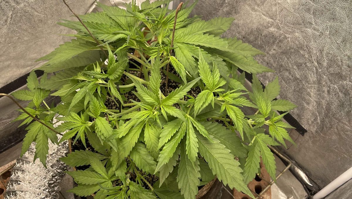 Banana Purple Punch Auto Cannabissorte: mittlere Vegetationsphase | Wochen 3-4 | Eine gesunde Indoor-Marihuanapflanze
