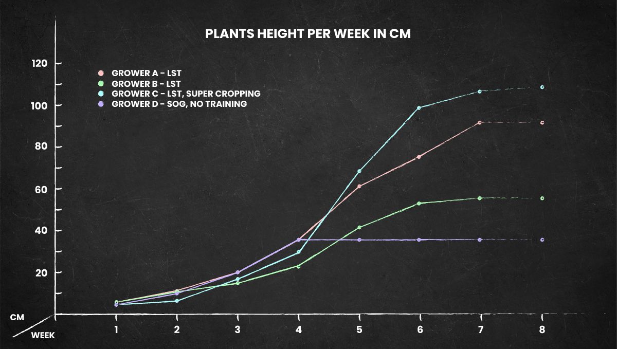 Gorilla Punch Auto cannabis strain: height chart for the whole life cycle Gorilla Punch Auto cannabis strain: height chart for the whole life cycle