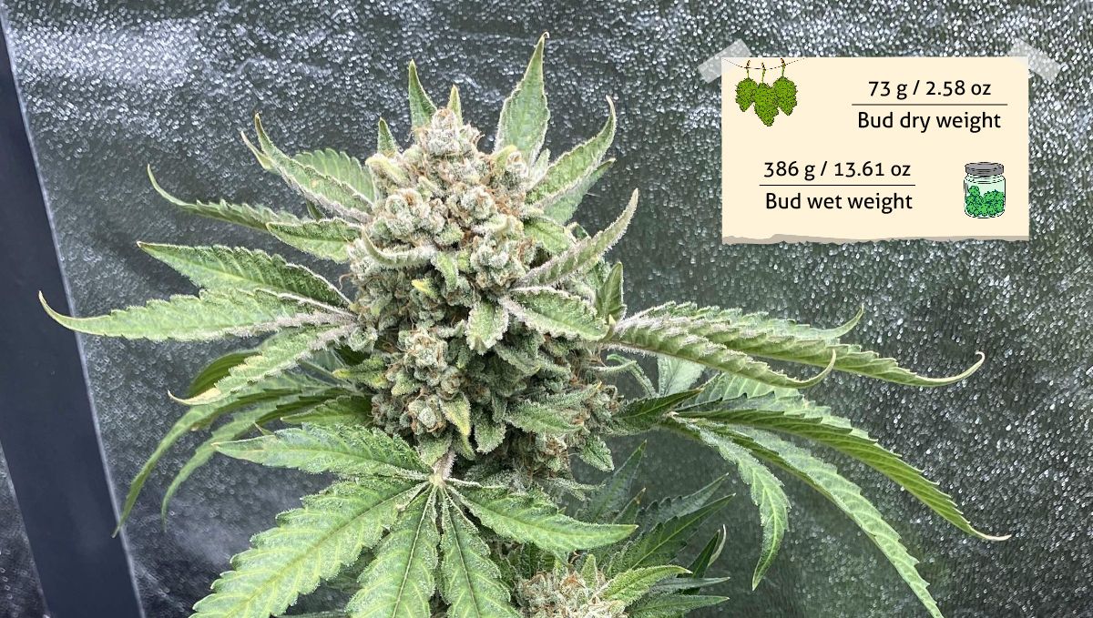 Cherry Cola Auto cannabis strain: yield | the top of a medium-sized indoor marijuana plant on the eve of harvest
