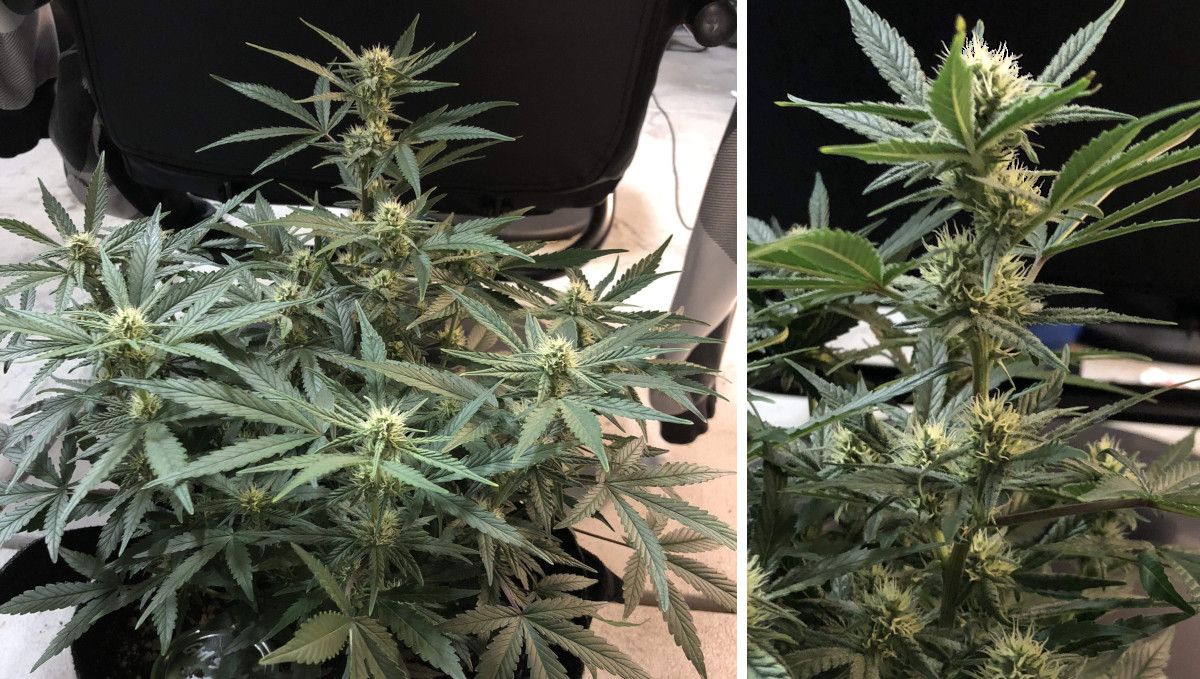 Girl Scout Cookies Auto Cannabis Strain Week-by-Week Guide: A marijuana plant cultivated indoors in grow bag, with colas beginning to stack up in week 7, and a closeup of one of the frosty colas