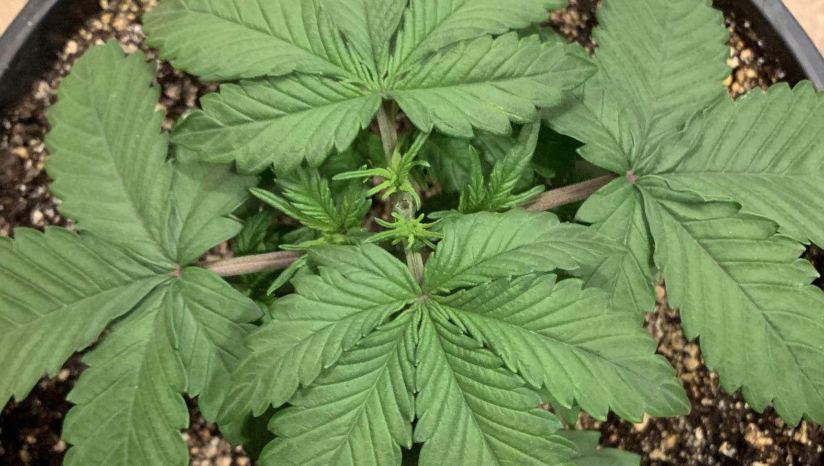 LSD-25 Auto cannabis strain: early veg | week 2 | a young indoor autoflower shown from above with a top central shoot and side branches forming LSD-25 Auto cannabis strain: early veg | week 2 | a young indoor autoflower shown from above with a top central shoot and side branches forming