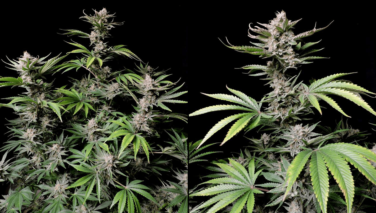 Die 5 besten Hybrid-Autoflowering-Sorten: Cherry Cola Auto Die 5 besten Hybrid-Autoflowering-Sorten: Cherry Cola Auto
