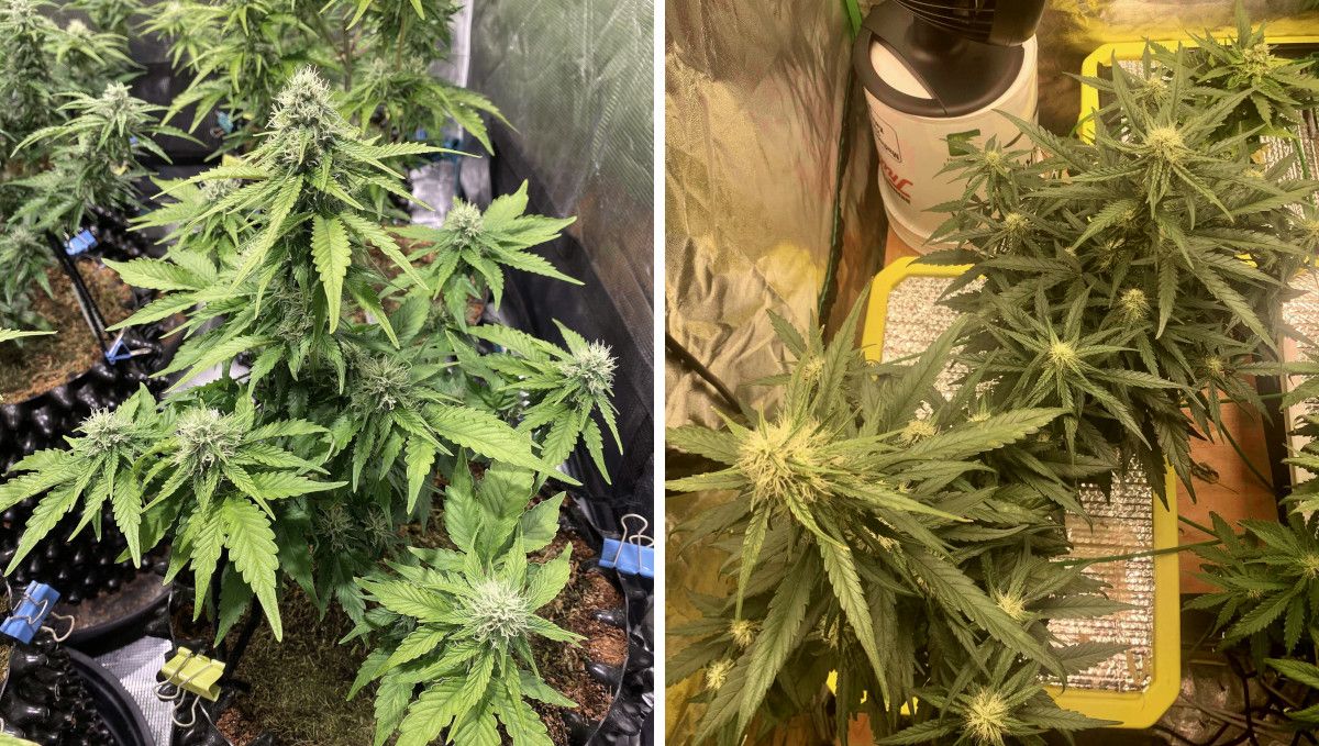 Six Shooter Auto cannabis strain: early flower | weeks 6-7 | the comparison of two SOG gardens Six Shooter Auto cannabis strain: early flower | weeks 6-7 | the comparison of two SOG gardens