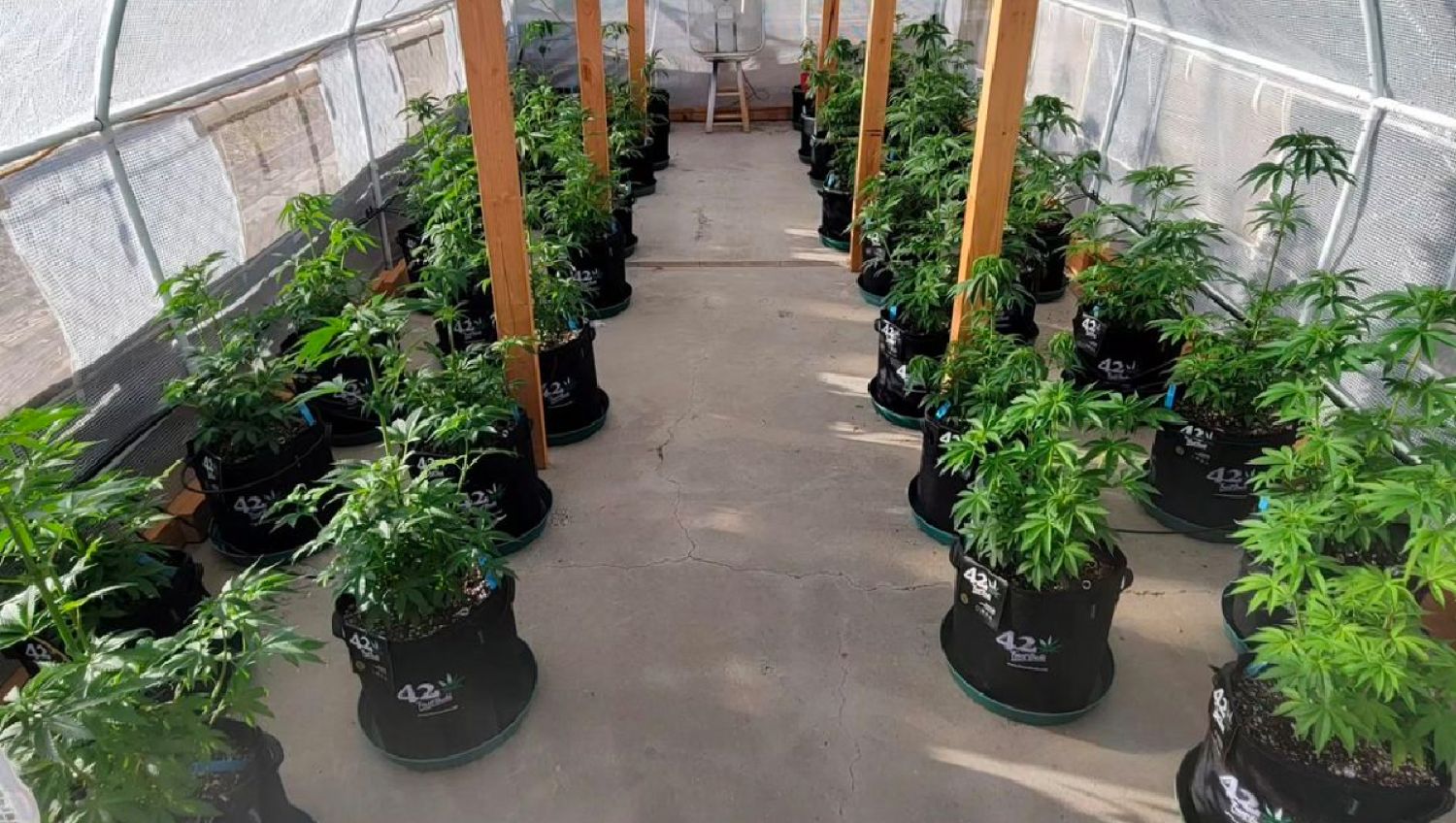 Why autos are the best choice for american home growers: small-scale and discreet cultivation 