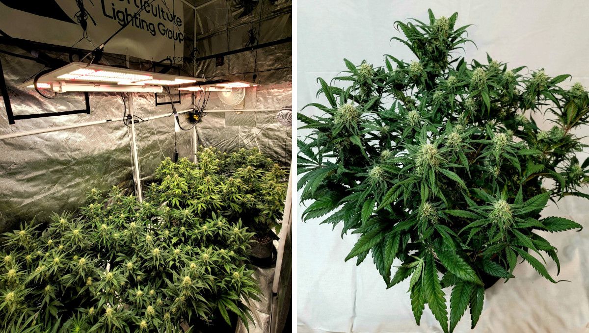 Gorilla Z Auto cannabis strain: early flower | weeks 6-7 | a large indoor grow tent with many autos at different stages of flowering and one of those plants - low-stress trained and compact Gorilla Z Auto cannabis strain: early flower | weeks 6-7 | a large indoor grow tent with many autos at different stages of flowering and one of those plants - low-stress trained and compact