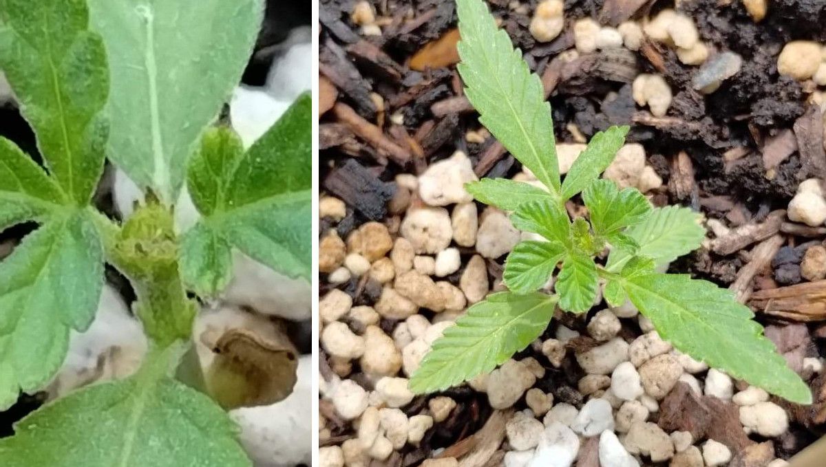 GG4 Sherbet FF cannabis strain: early veg | week 2 | a very small, sickly young plant FIMed and recovering GG4 Sherbet FF cannabis strain: early veg | week 2 | a very small, sickly young plant FIMed and recovering