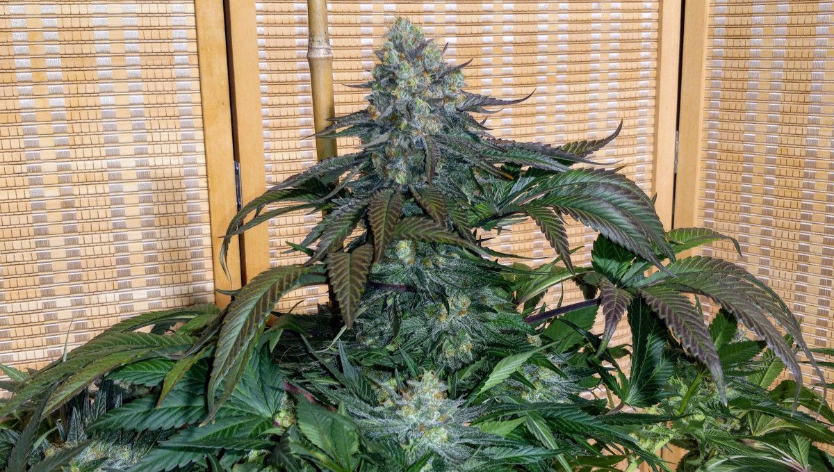 Tropicana Cookies FF cannabis strain: ripening and harvest | weeks 12 | a huge central cola right before the harvest Tropicana Cookies FF cannabis strain: ripening and harvest | weeks 12 | a huge central cola right before the harvest