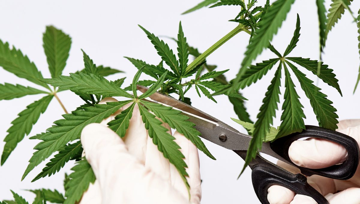 Wie man Cannabis-Fächerblätter entfernt