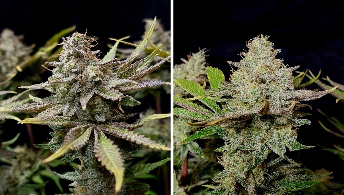 Tropicana Cookies FF cannabis strain: ripening and harvest | weeks 12 | very resinous colas with fading trim leaves Tropicana Cookies FF cannabis strain: ripening and harvest | weeks 12 | very resinous colas with fading trim leaves