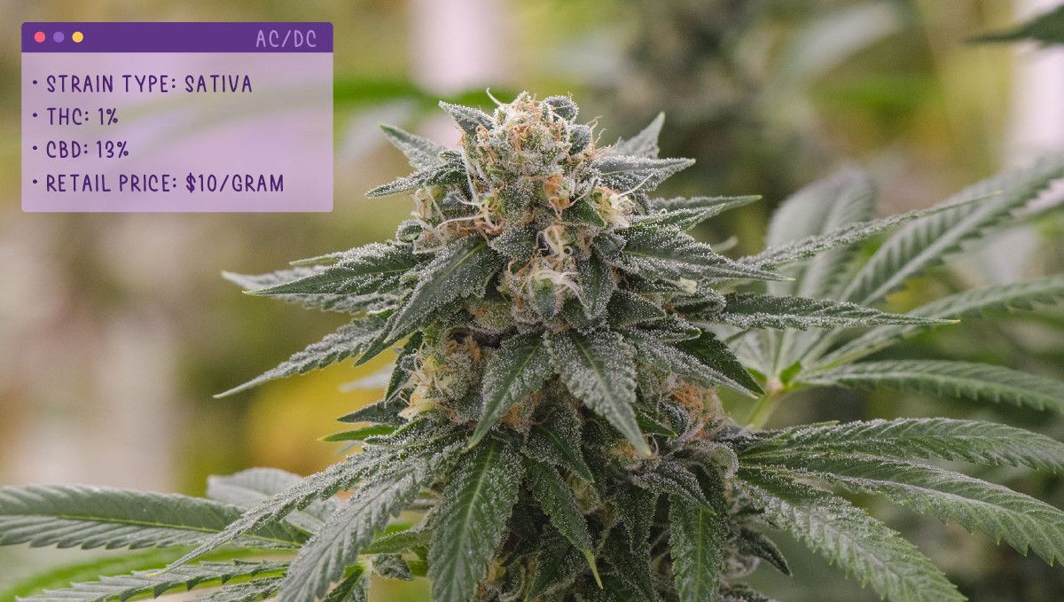 Best Weed Strains for Anxiety: AC/DC Best Weed Strains for Anxiety: AC/DC